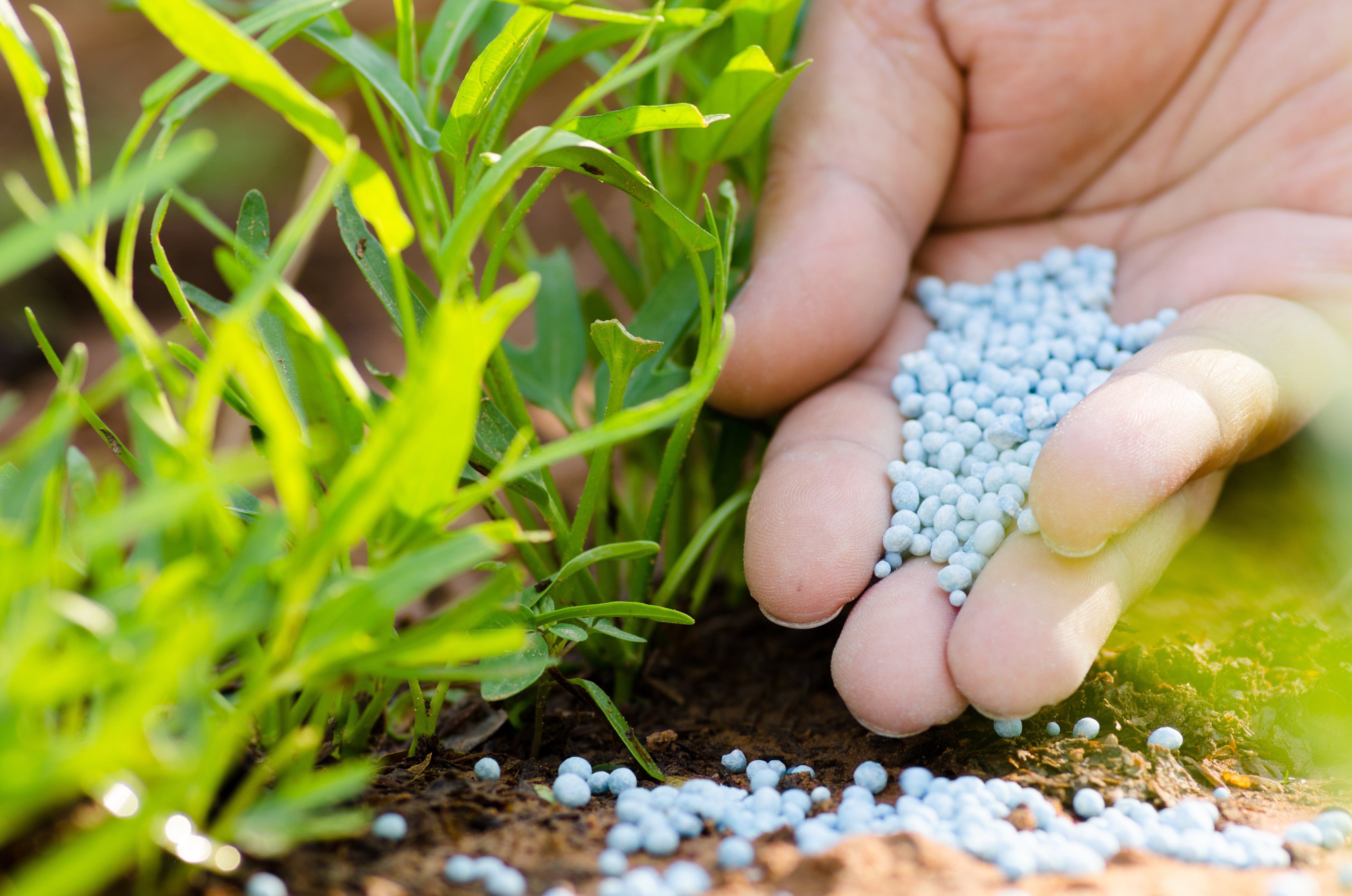 Une personne tenant de l'engrais dans sa main | Photo : Shutterstock