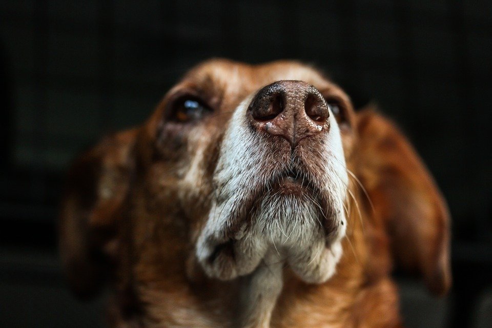 Primer plano del rostro de un perro. | Foto: Pixabay