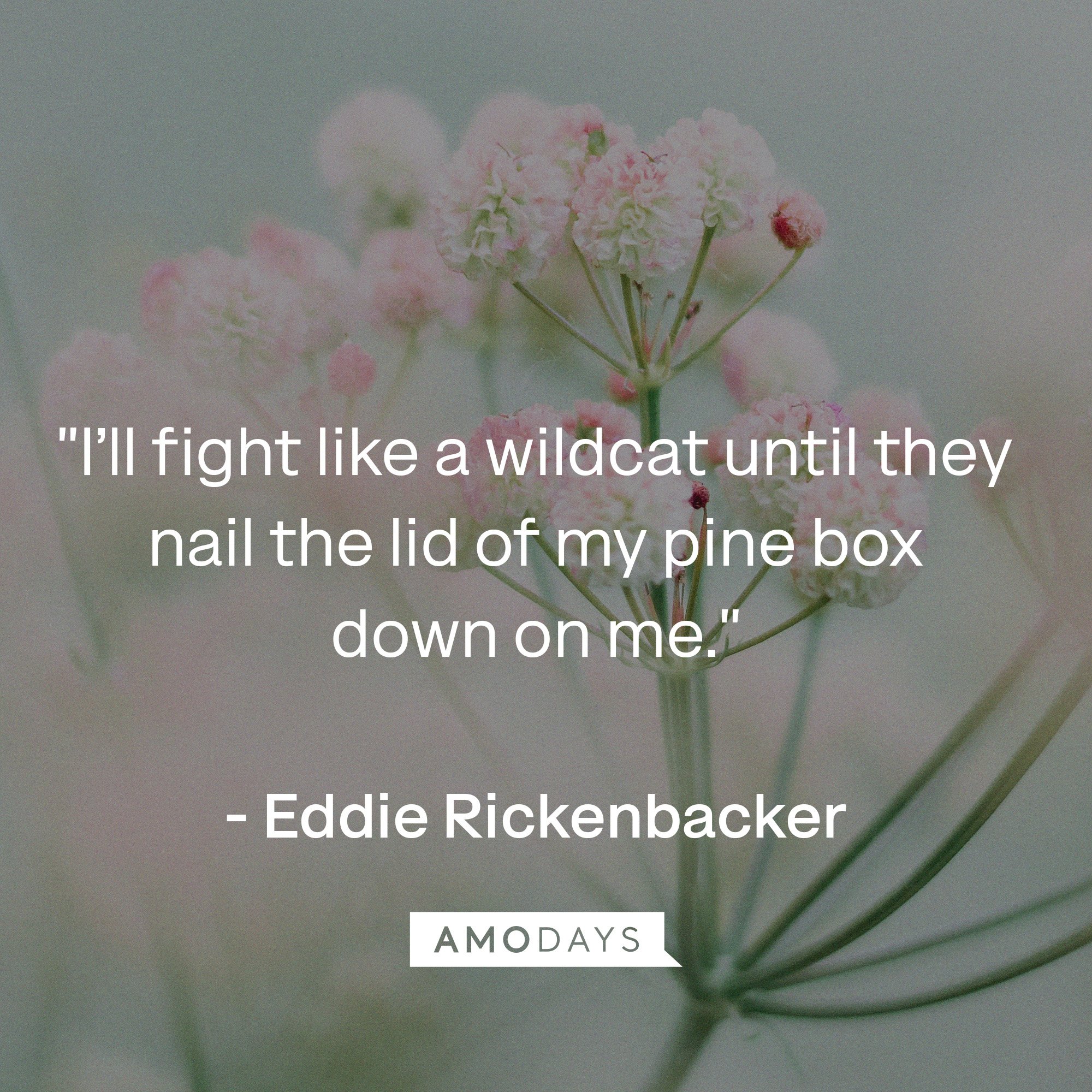 Eddie Rickenbacker's quote: "I'll fight like a wildcat until they nail the lid of my pine box down on me."  | Image: AmoDays