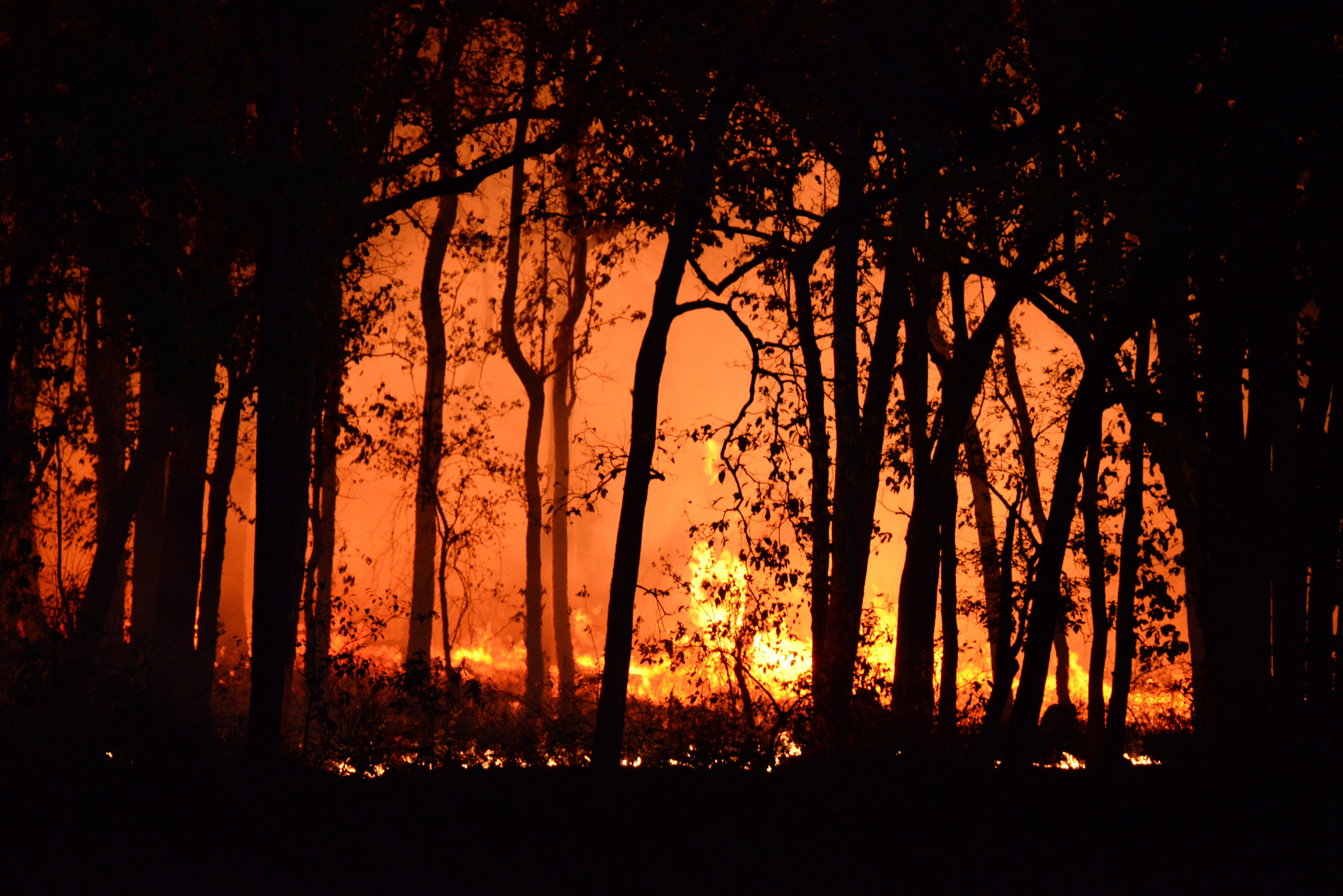 Der Wald hinter Gabys Haus stand in Flammen. | Quelle: Pexels