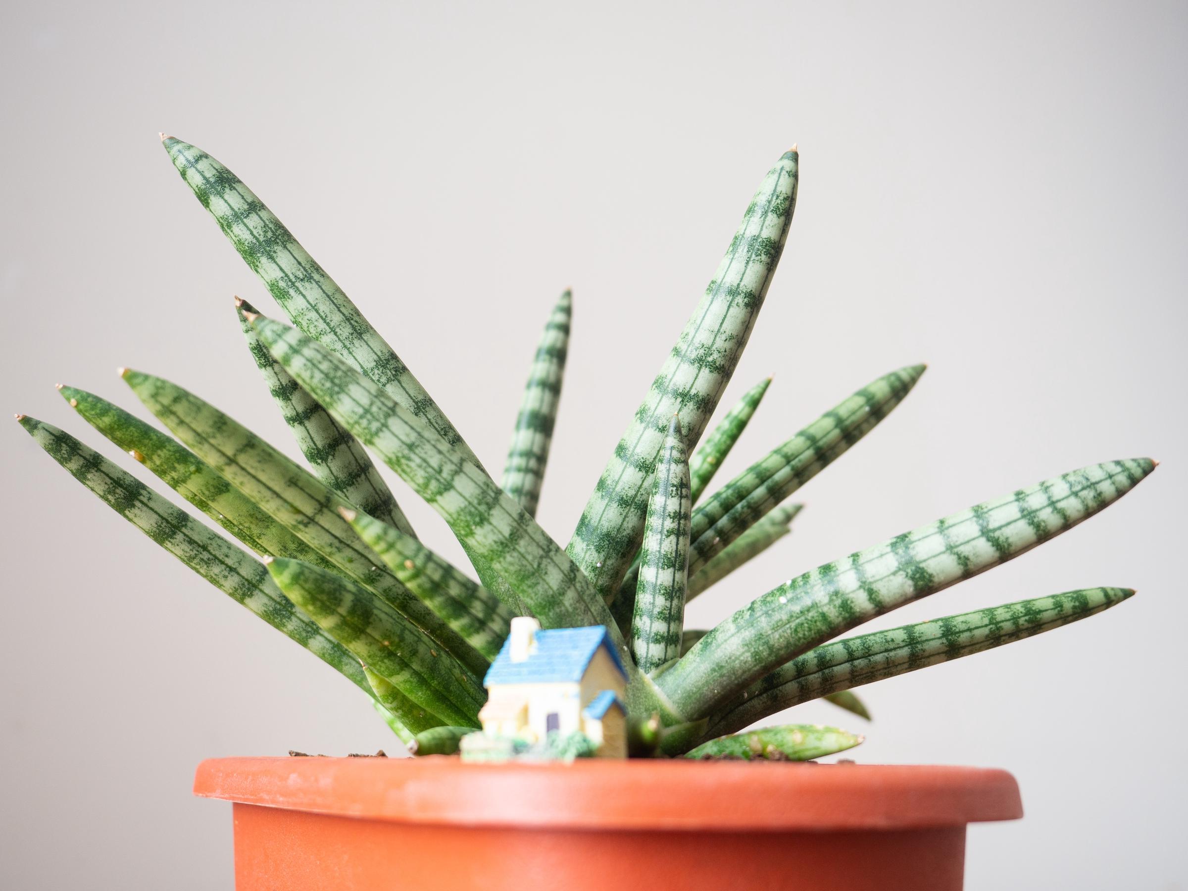African Spear Plant (Dracaena angolensis) | Source: Shutterstock