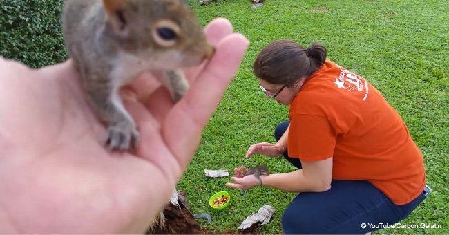 Tiny orphaned squirrels show incredible trust in their rescuer (video)