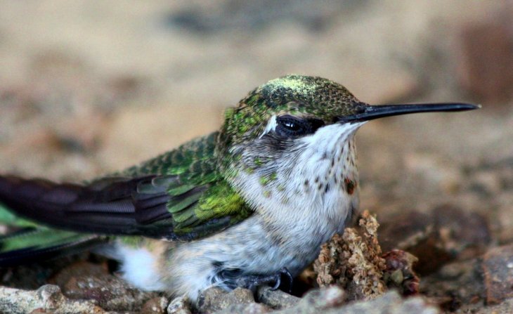 Colibrí. | Foto: Publicdomainpictures.net