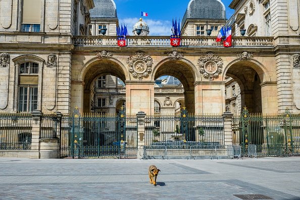 Un chien passe devant l'Hotel de ville. |Photo : Getty Images