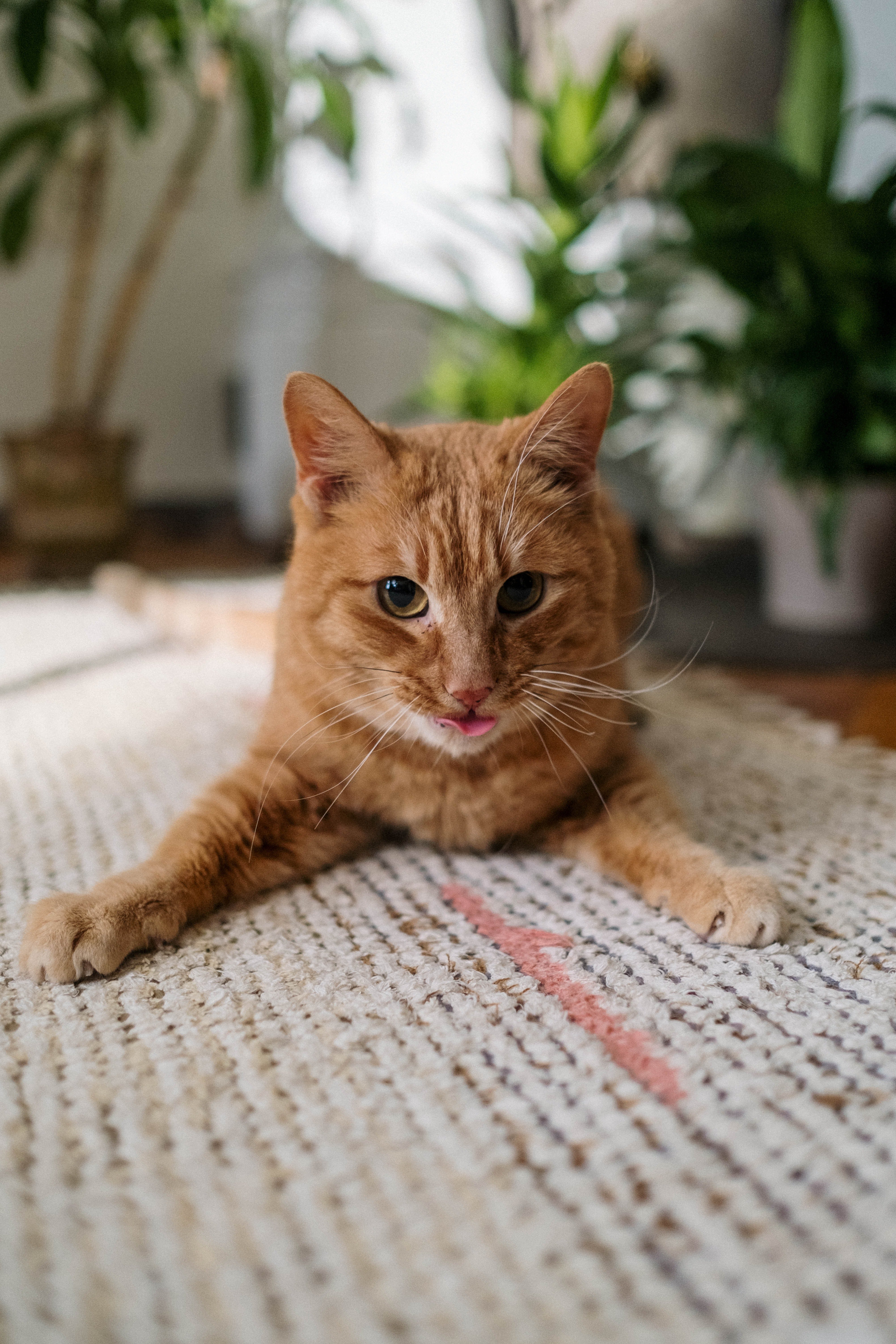 A ginger cat relaxes on a mat with its tongue out | Photo: Pexels/cottonbro   