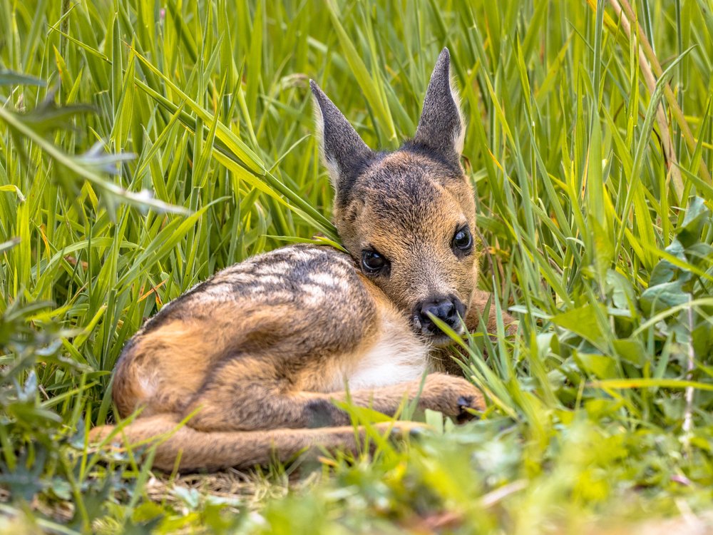 Cervatillo recostado sobre el pasto. | Foto: Shutterstock