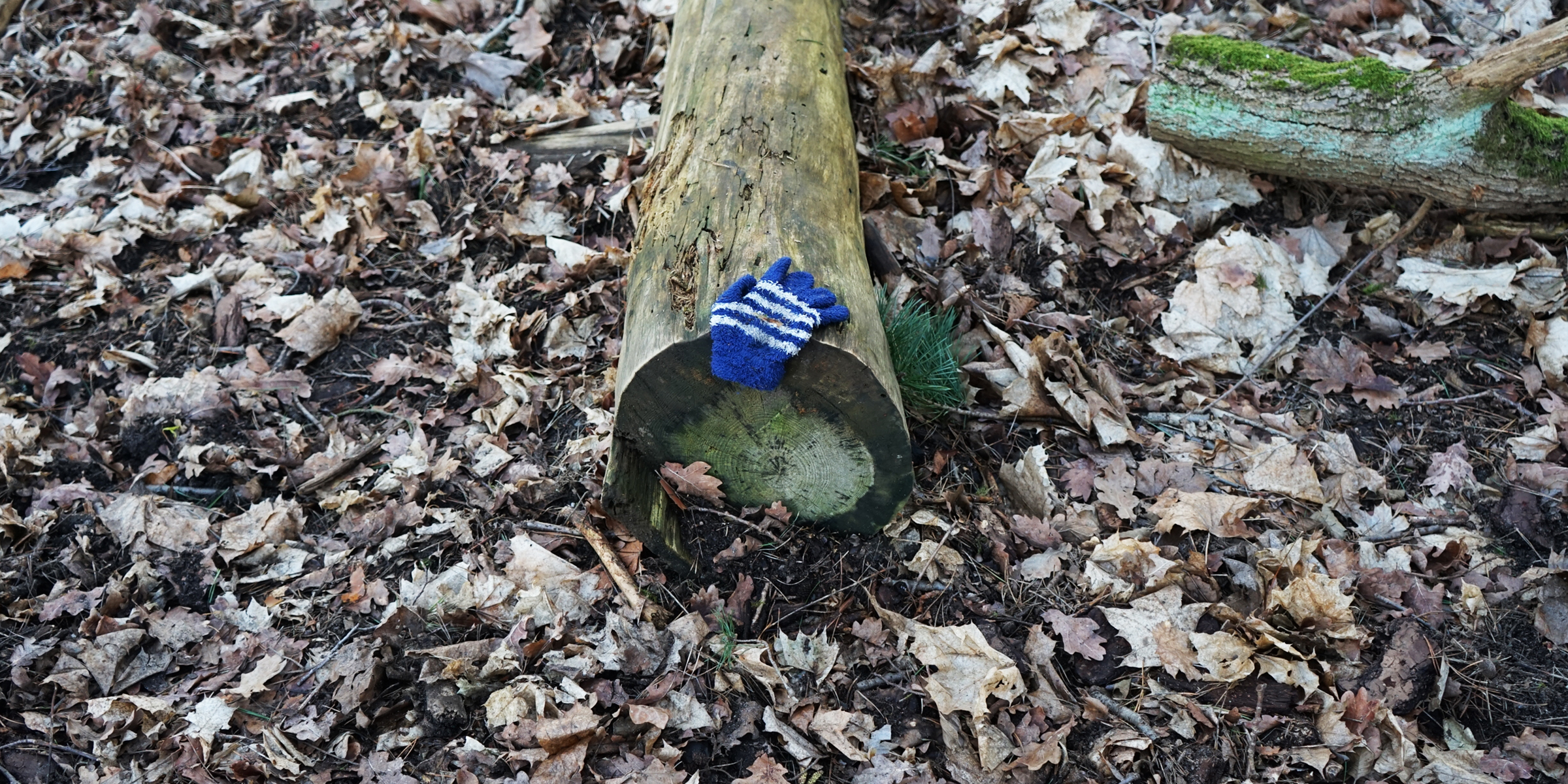 Child's glove lying on a fallen log | Source: Shutterstock