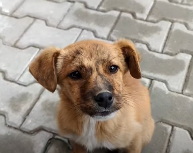 Kleiner Welpe nähert sich den beiden Tierschützern | Quelle: Facebook/PawMeow