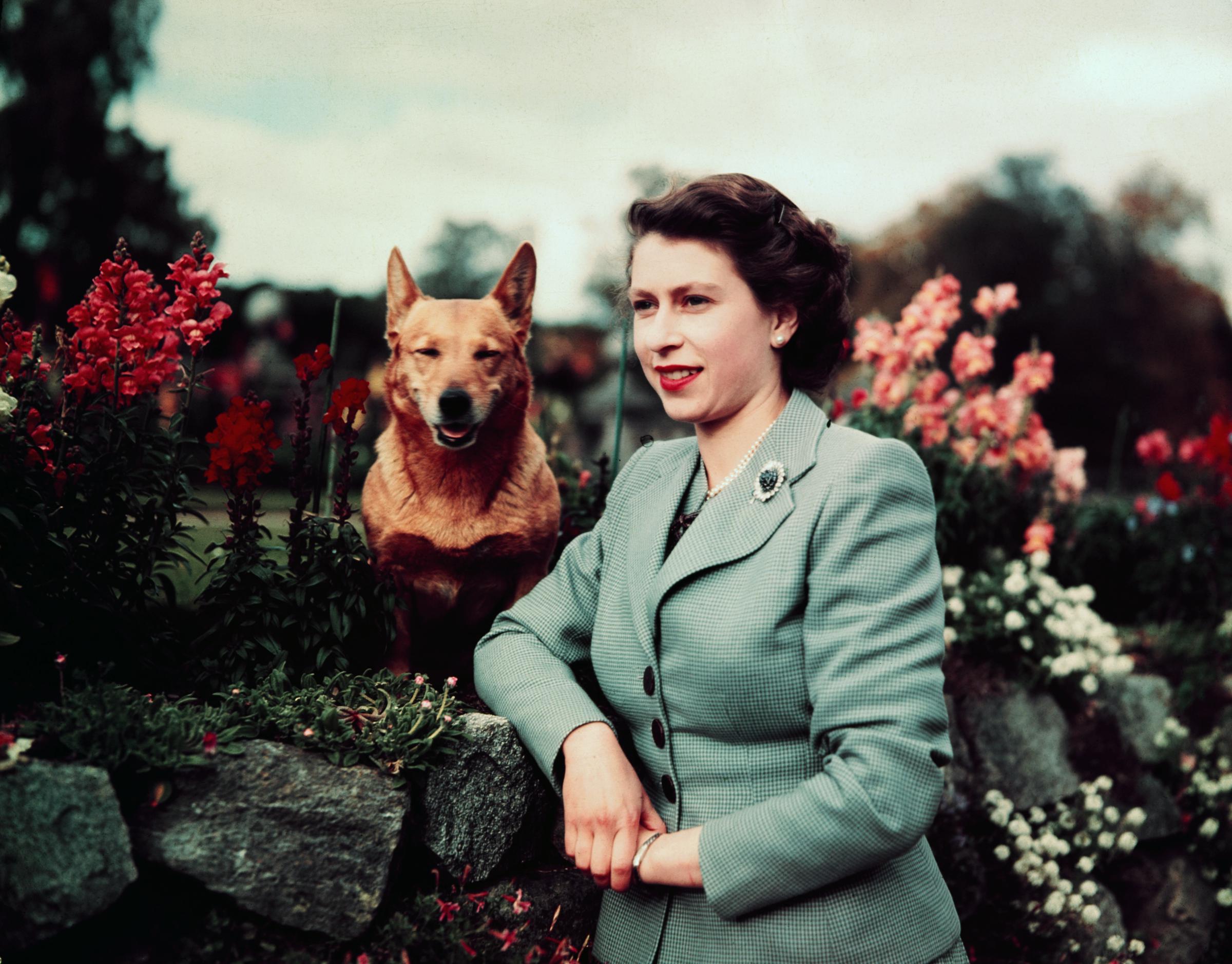 Queen Elizabeth II of England at Balmoral Castle with one of her Corgis on 28 September 1952. | Source: Getty Images