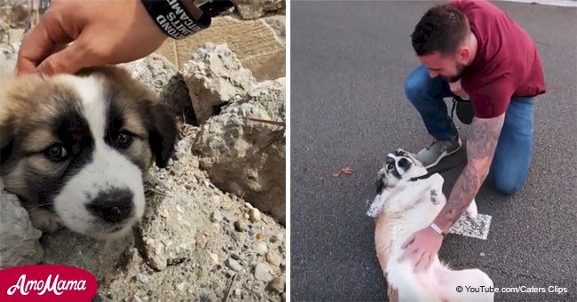 Un ancien combattant parcourt près de 5 000 kilomètres et 2 zones de guerre pour se réunir avec un chien sauvé des décombres en Syrie