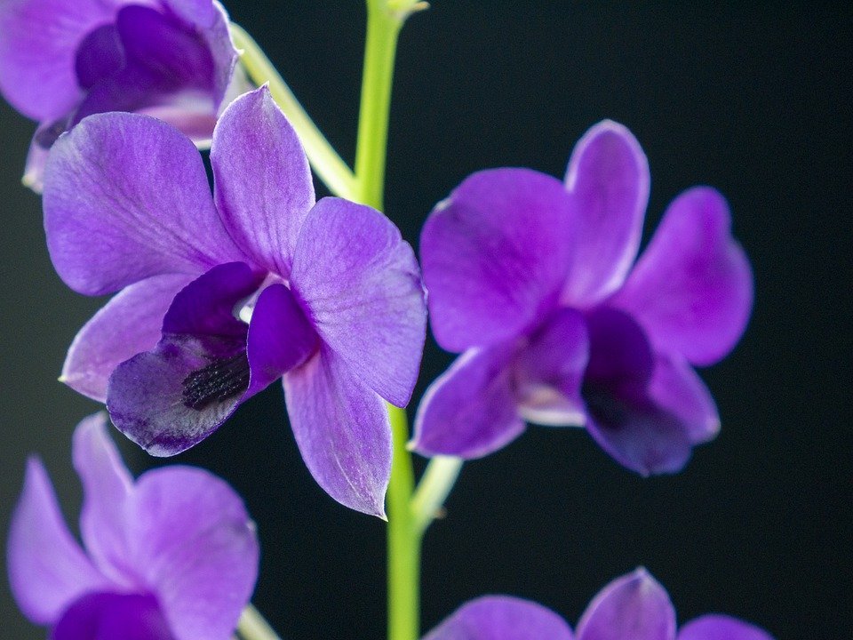 Orchidée | Photo : Pixabay