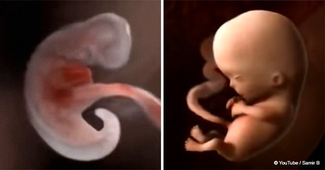 Nine months in the womb captured in incredible video