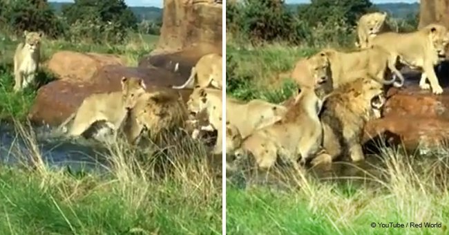 Pride of lionesses launch a brutal attack in front of visitors at the West Midlands Safari Park