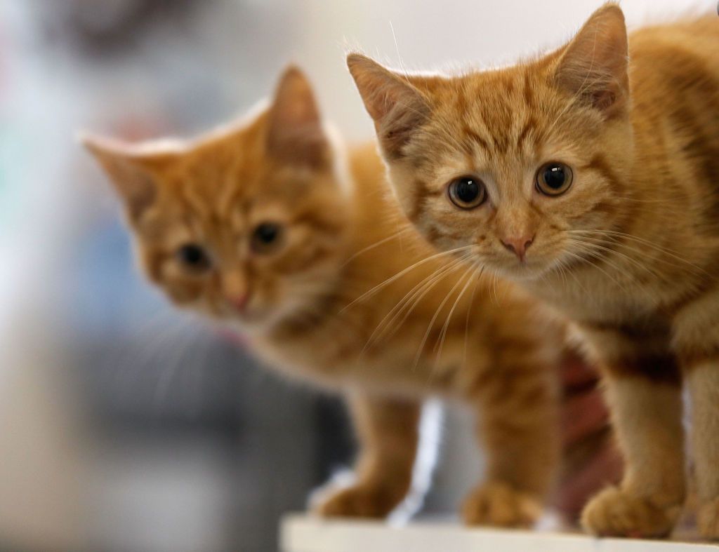 Two kittens | Source: Getty Images