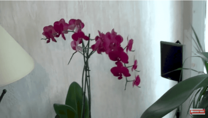 De magnifiques orchidées. | Source : Youtube / Les mamas prévoyantes De magnifiques orchidées. | Source : Youtube / Les mamas prévoyantes
