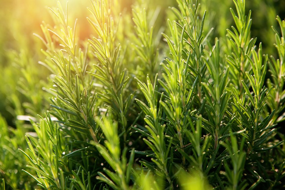 A close up photo of grass with dew. | Source: Shutterstock