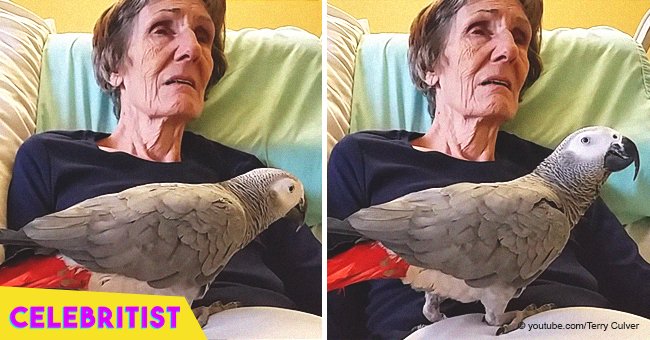 Woman said "I love you" one last time to her parrot and his reaction leaves people in tears