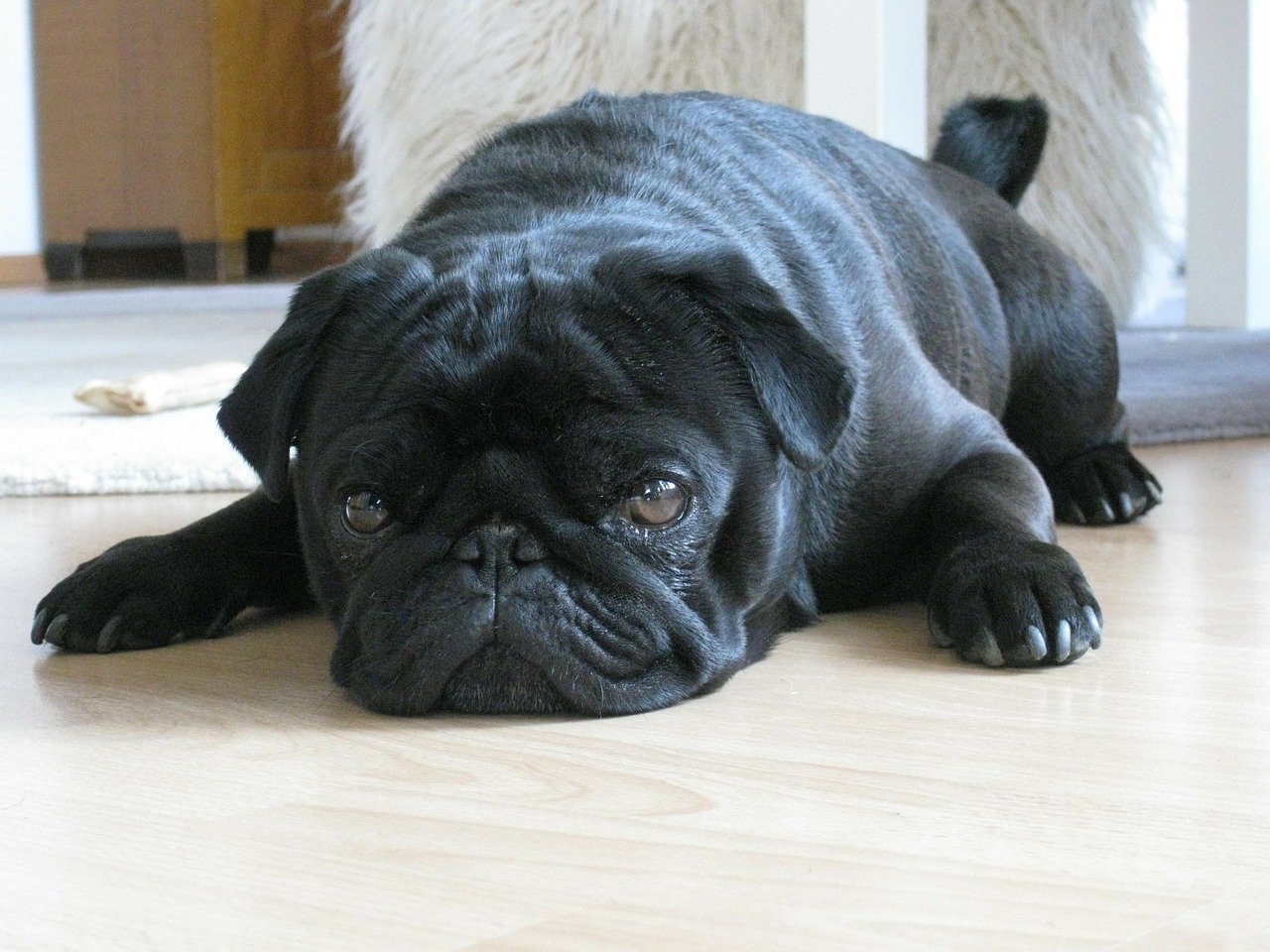 Perro de raza pug | Imagen tomada de: Pixabay Perro de raza pug | Imagen tomada de: Pixabay