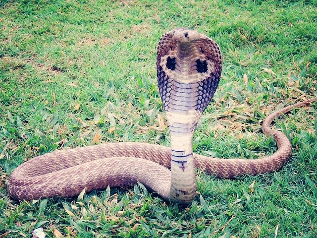 Serpiente cobra Real. | Foto: Pixabay