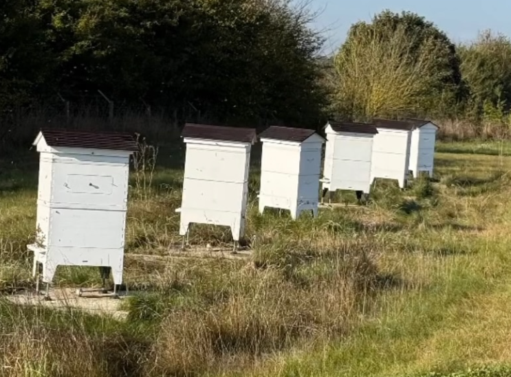 David Beckham shows off his beehives, from a post dated October 10, 2024 | Source: Instagram/davidbeckham