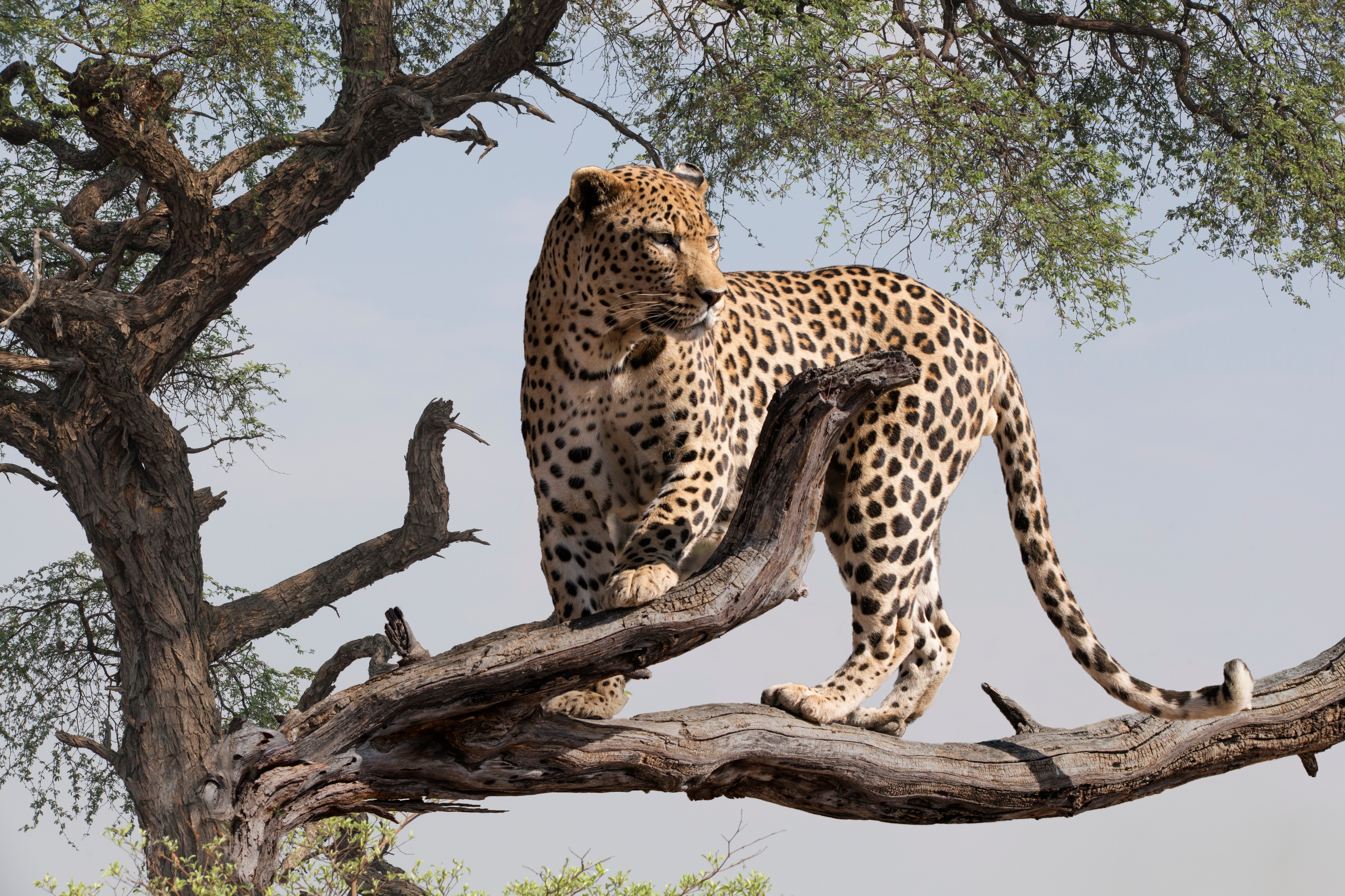 A leopard on tree branch looking out into the distance | Photo: Shutterstock