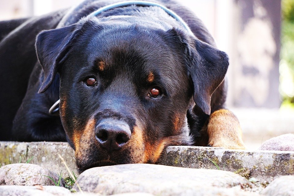 Rottweiler recostado sobre una acera. | Foto: Pixabay