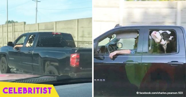 Video of cow riding in back seat of truck goes viral