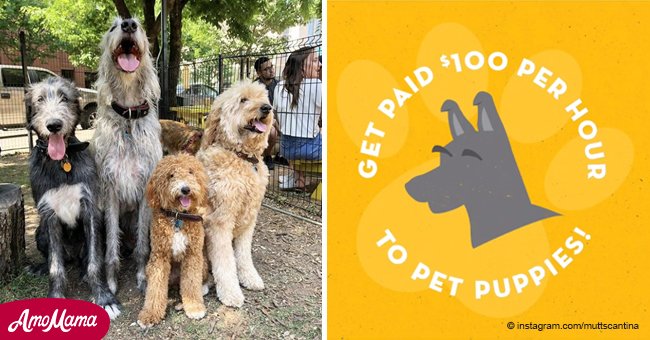 Texas doggie park offers $100 per hour to people who can come pet their puppies