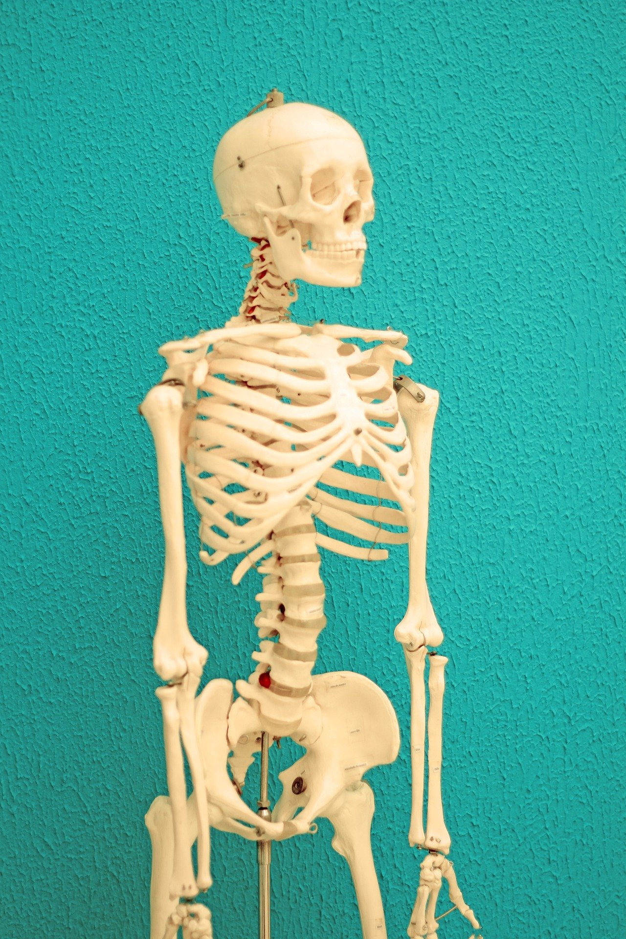 Pictured - A photo of a human skeleton against a blue wall | Source: Pixabay