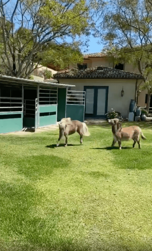 Lulu and Whiskey, Arnold Schwarzenegger's pets, running in his California mansion | Photo: Instagram/schwarzenegger