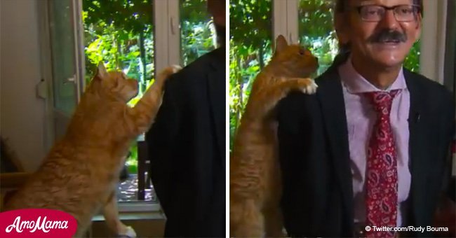 'Cat-astrophe' for political scientist as cat climbs onto his shoulders during an interview