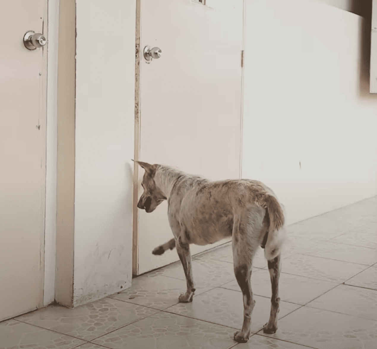 Dog waits for his human friend unaware that he has passed away | Source: Youtube/Viral Press