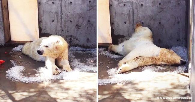 Nora, la famosa osita polar, juega sobre hielo una vez más tras ser operada (video)