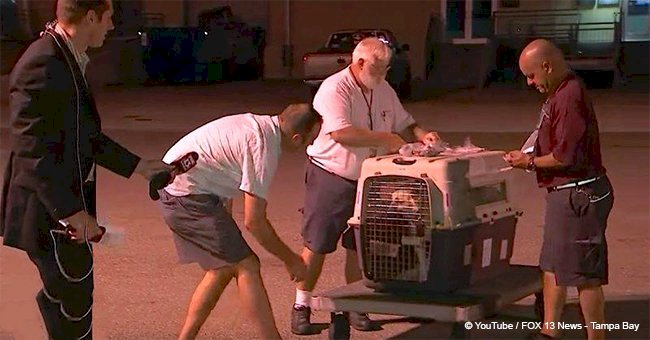 Soldier is afraid the dog he adopted in Iraq won't remember him until he opens her cage