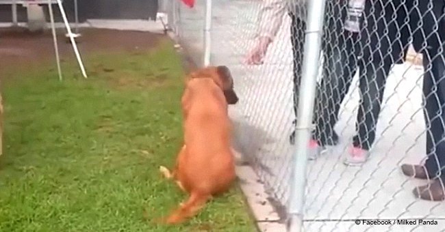 Dog left at shelter sees her former family come in to adopt new pooch