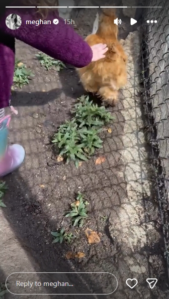 Princess Lilibet, 4, reaches out to touch a fluffy golden chicken inside what appears to be an enclosed run at the family's Montecito estate, her purple jacket sleeve just visible at the edge of the frame. Shared to Meghan's Instagram Stories on 16 March 2026, the clip offered fans a rare peek at daily life behind the Sussex family's garden gate. | Source: Instagram/meghan