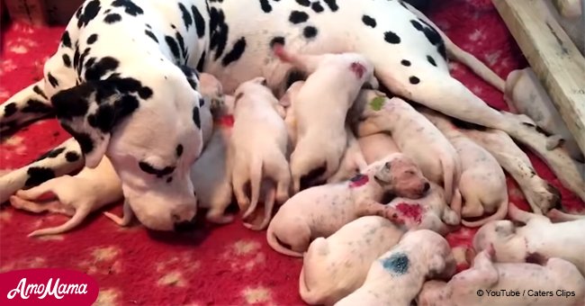 Pregnant Dalmatian breaks the record for most puppies born in a litter