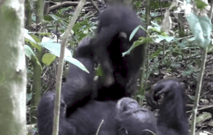 Source: YouTube/The Tai Chimpanzee Project