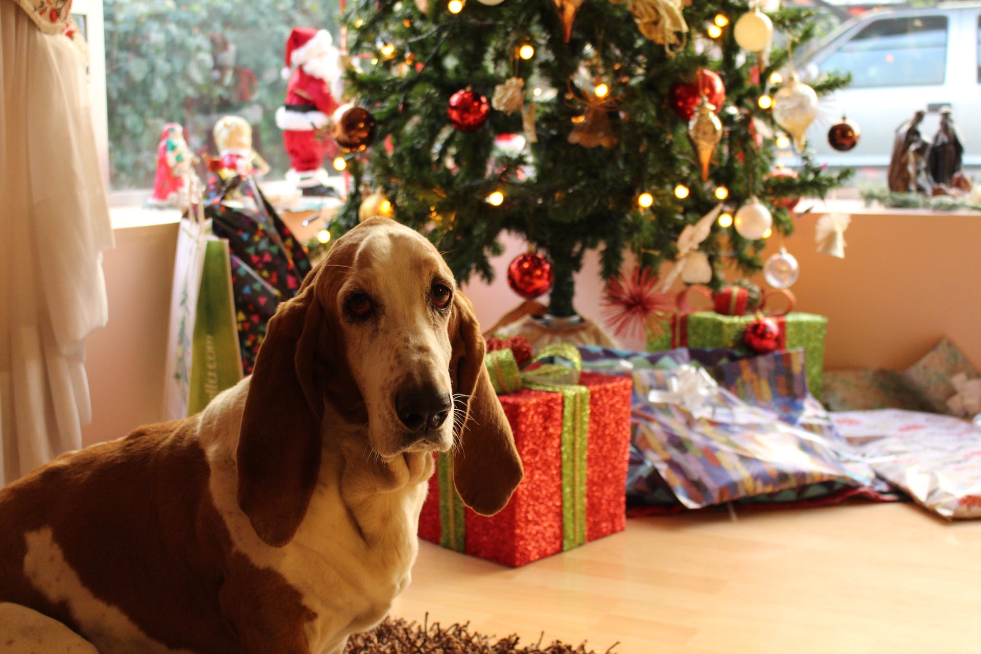 A dog sitting beside a Christmas tree. | Source: Pexels