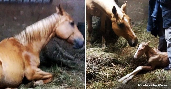 Pregnant horse's owner notice 'strange afterbirth' after delivering foal and realize it's twins