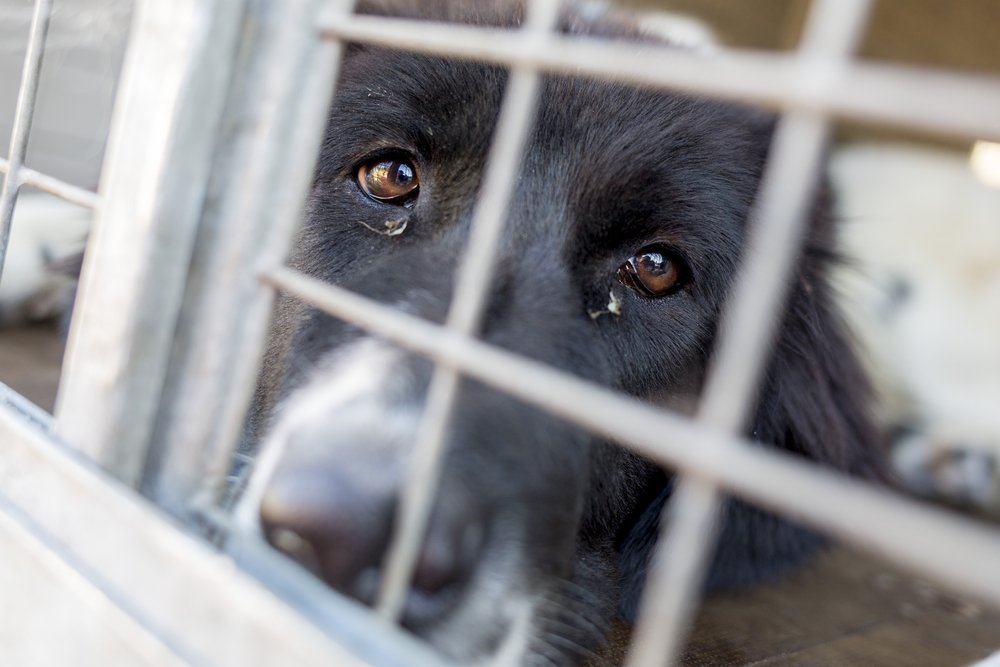 Obdachlose und besitzerlose traurige Hunde werden in Käfigen gehalten | Quelle: Shutterstock
