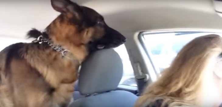 Que Siente Un Perro Cuando Le Das Un Beso