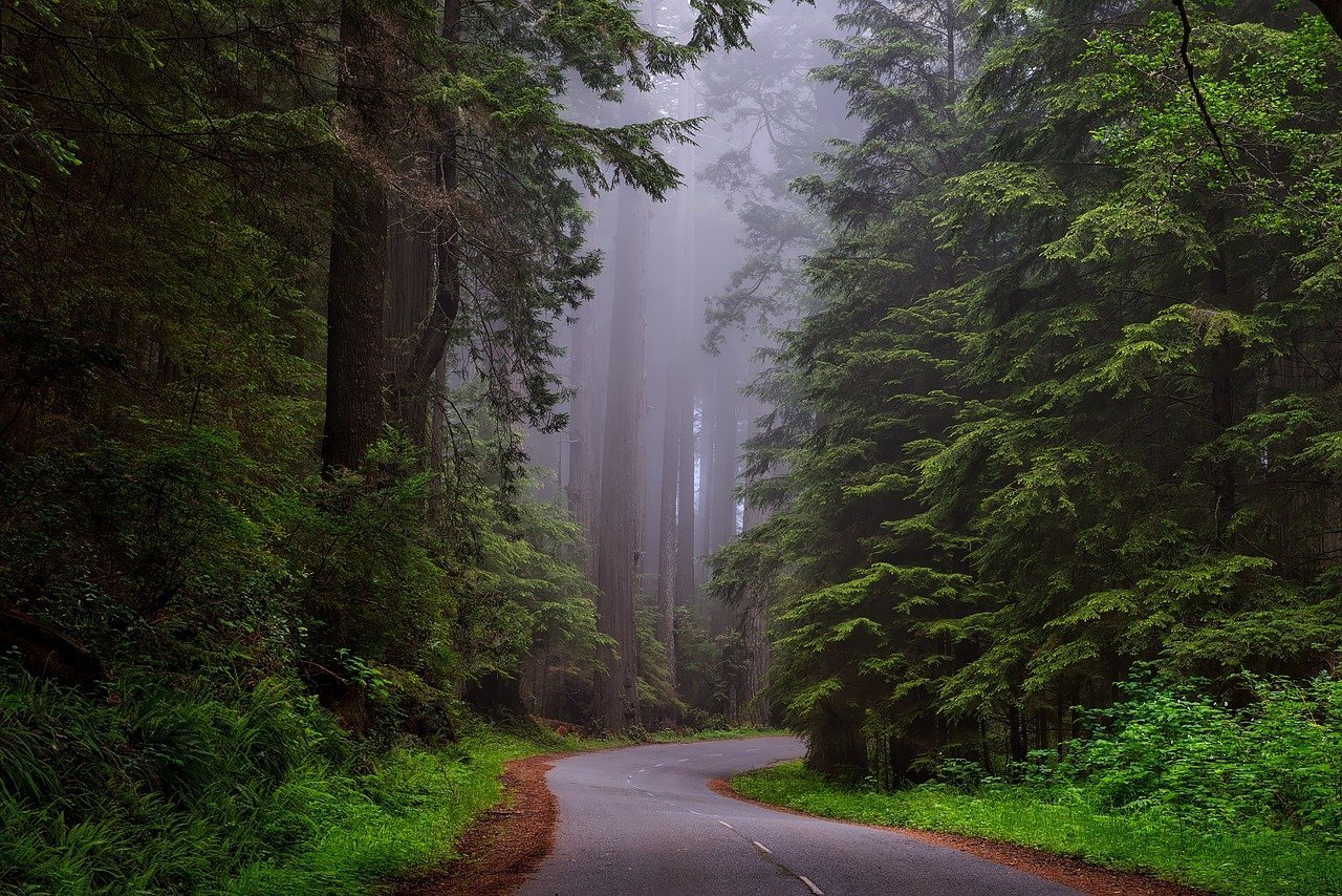 California Redwoods. Image credit: Pixabay