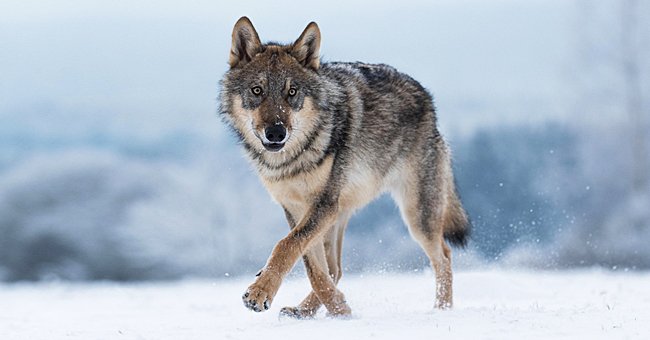 The Wisconsin wolf hunt ended 3 days earlier after 216 wolves were killed. 2021. | Photo: Shutterstock