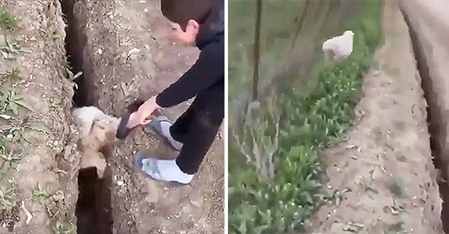 Screenshot of the boy helping the sheep out of the ditch. | Source: reddit.com/r/HumansBeingBros 