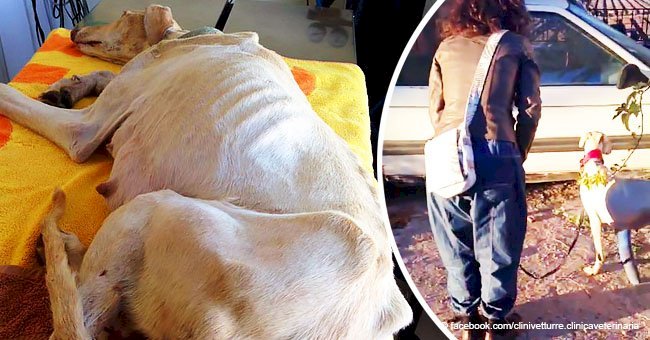 Desperately skinny dog with a broken leg made an enormous effort to lead rescuers to her poor pups