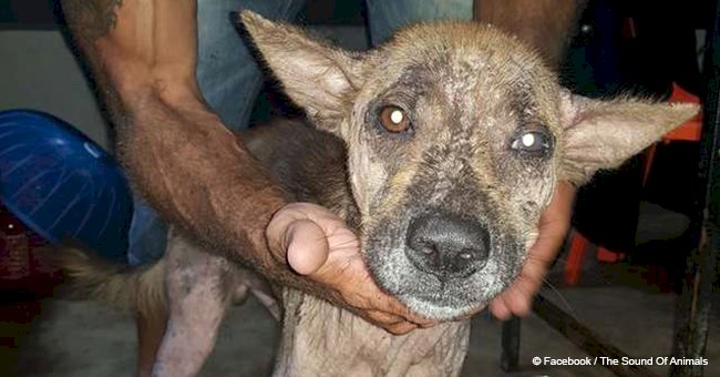 Rescued dog who was afraid to be touched now constantly rubs against owner for comfort