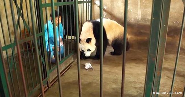 Huge panda gives birth to twins and doesn't realize she’s raising both