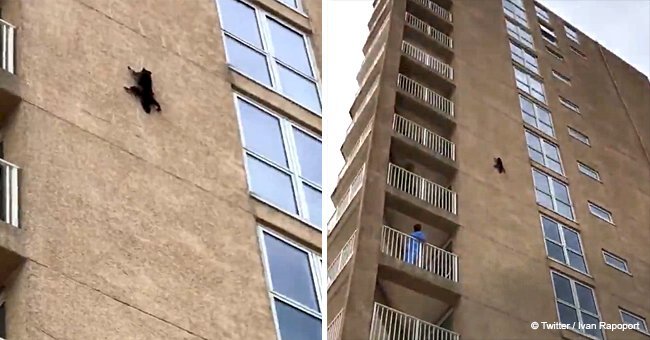 Raccoon climbs 9 storey tower block and leaps off in front of surprised onlookers 