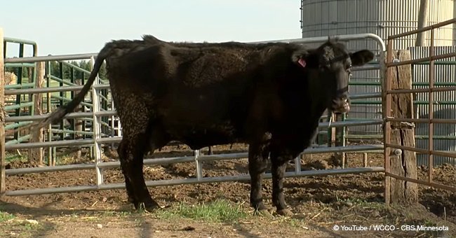 Farmer assumes cow is pregnant with one calf until the animal gives birth